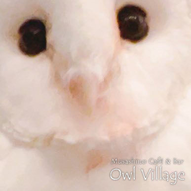 owl cafe harajuku down load free photo owl cafe photo 1015 Barn Owl