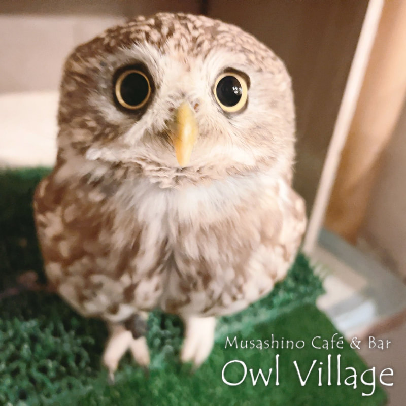 owl cafe harajuku down load free photo owl cafe photo 0125 Little Owl