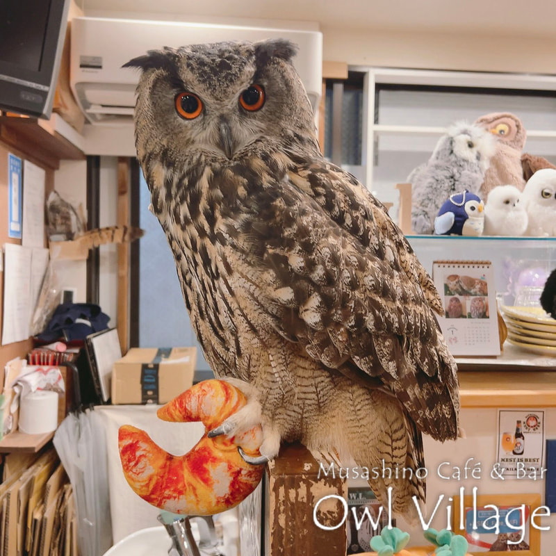 owl cafe harajuku down load free photo  0126 Eurasian Eagle Owl