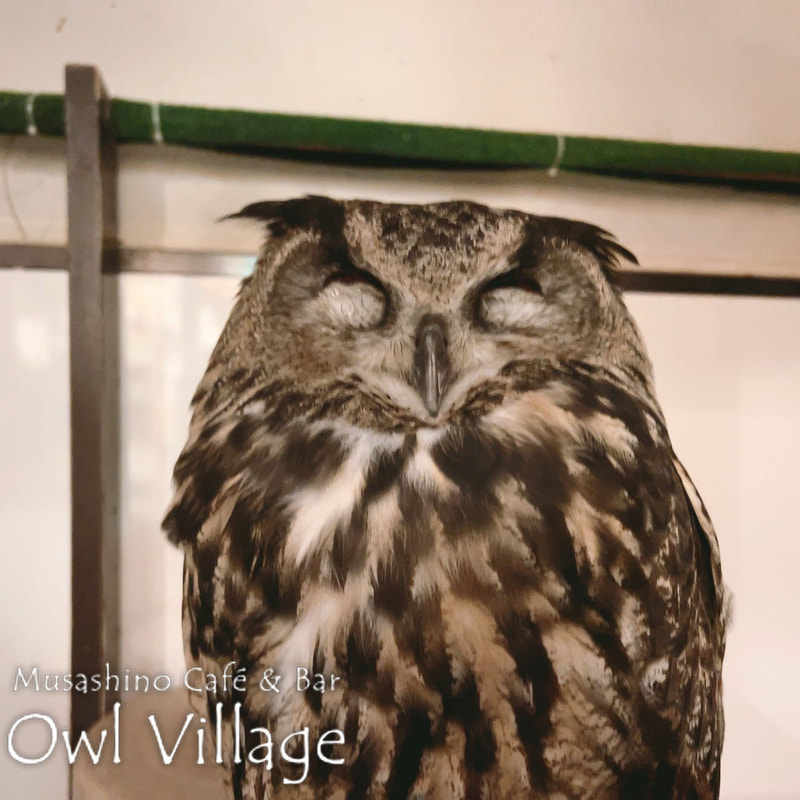 owl cafe harajuku down load free photo  0204 Eurasian Eagle Owl
