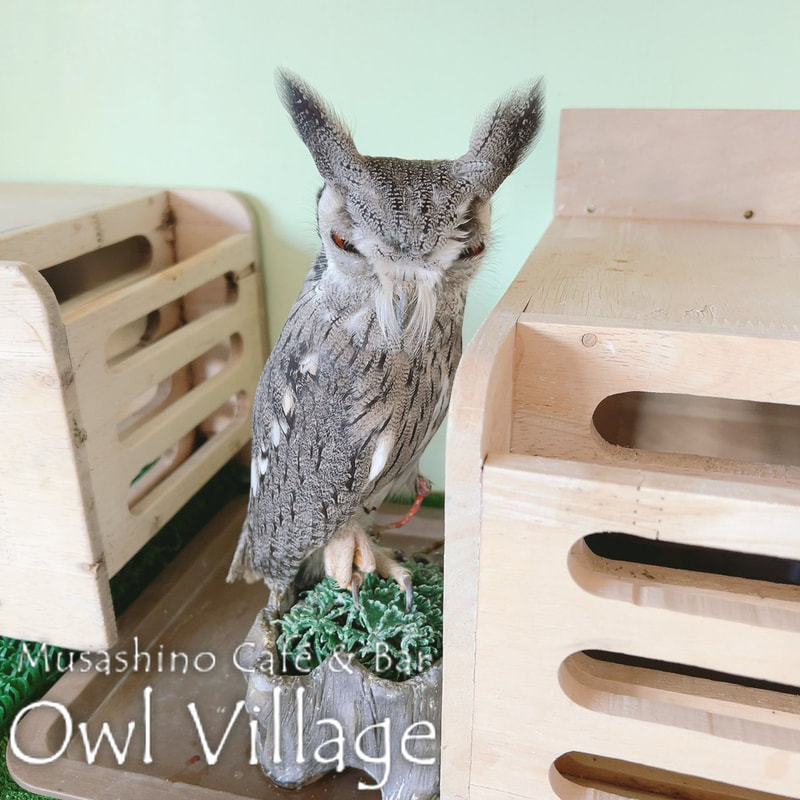 owl cafe harajuku down load free photo owl cafe photo 0207 White-Faced Scops Owl