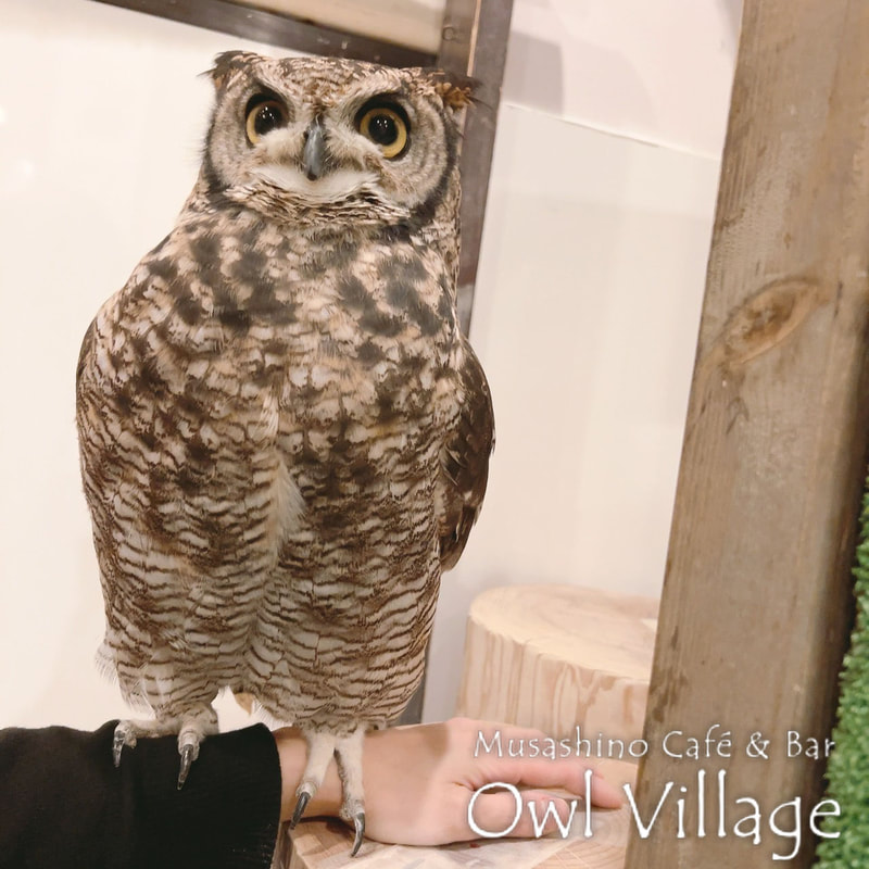 owl cafe harajuku down load free photo 0215 African Eagle Owl