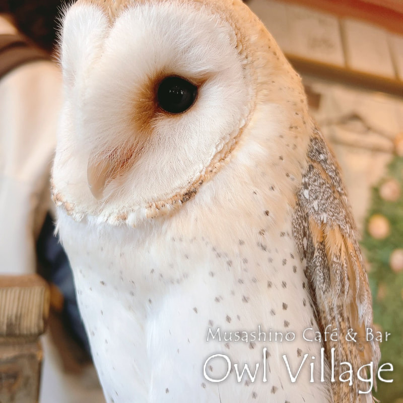 owl cafe harajuku down load free photo owl cafe photo 0217 Barn Owl