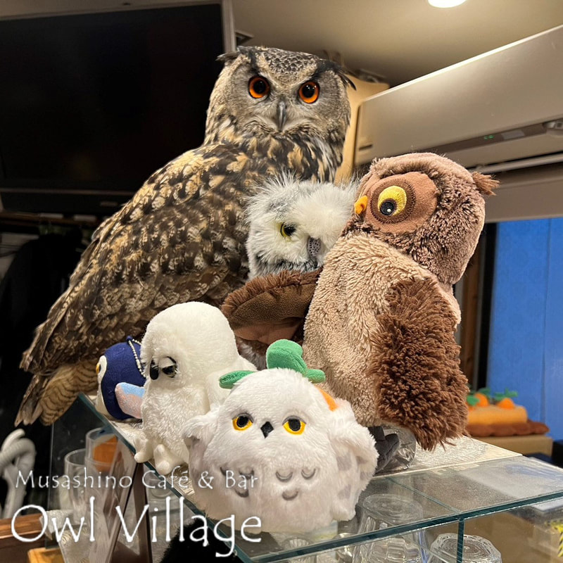 owl cafe harajuku down load free photo  0219 Eurasian Eagle Owl