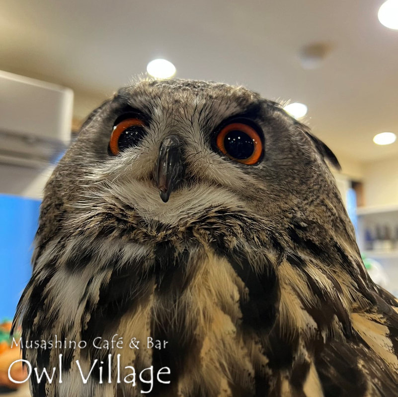 owl cafe harajuku down load free photo  0221 Eurasian Eagle Owl