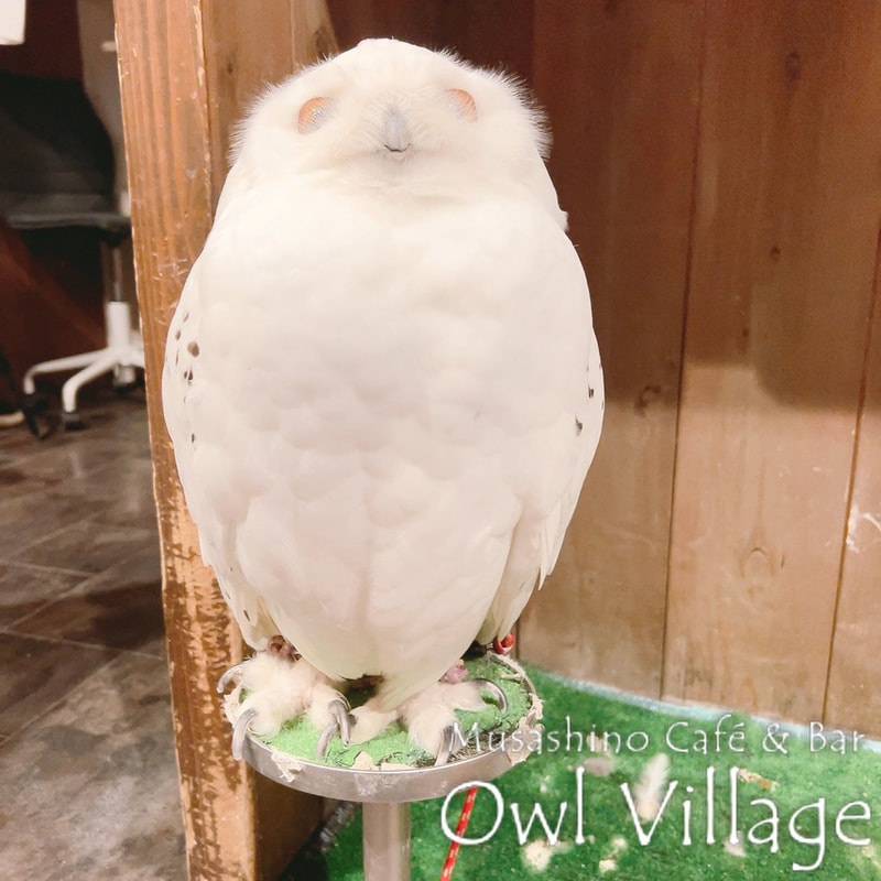owl cafe harajuku down load free photo owl cafe photo 0227  Snowy Owl