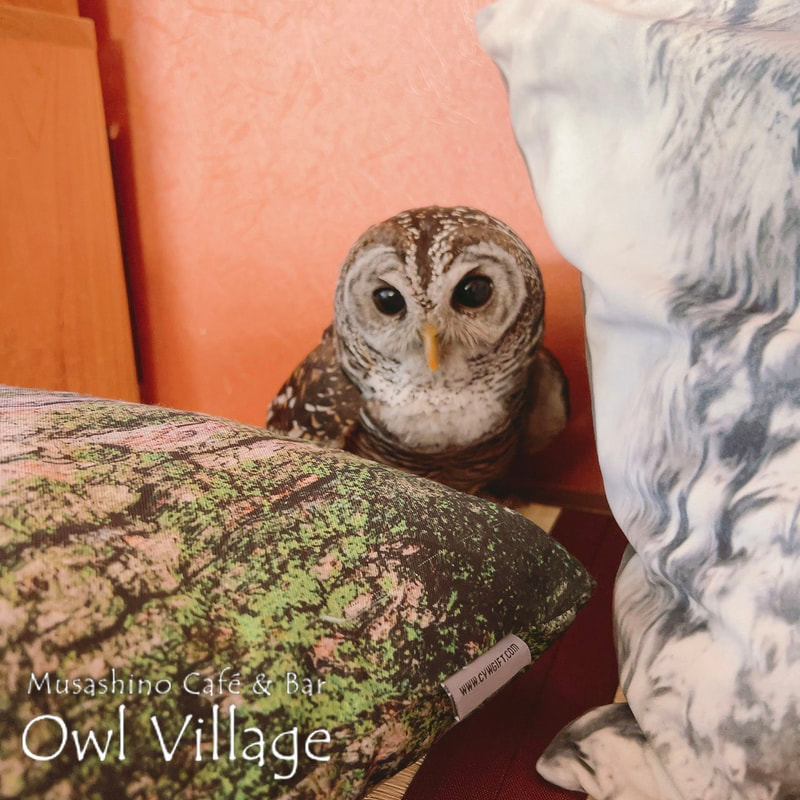 owl cafe harajuku down load free photo owl cafe photo 0228 Chaco Owl