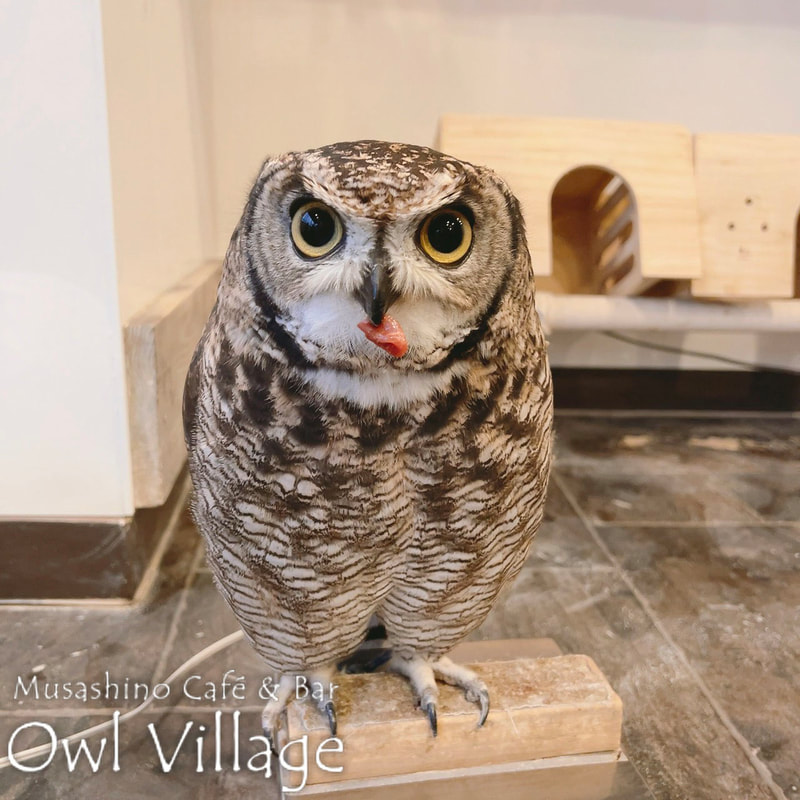 owl cafe harajuku down load free photo 0304 African Eagle Owl