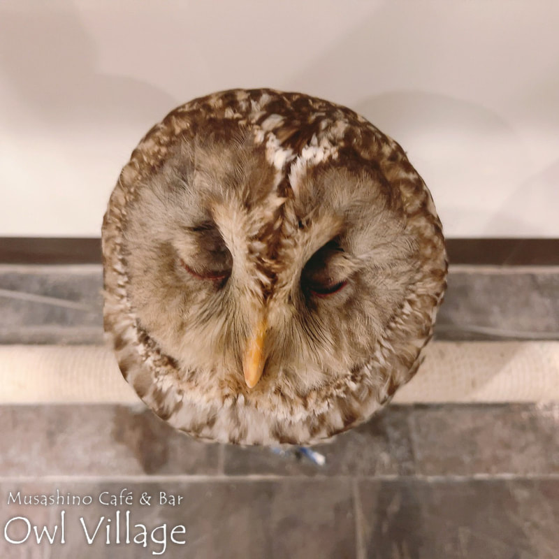 owl cafe harajuku down load free owl cafe photo 0307 Ural Owl × Tawny Owl