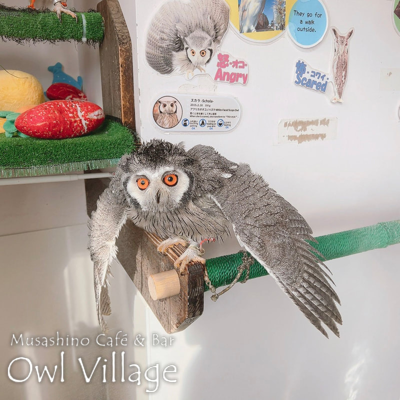 owl cafe harajuku down load free photo owl cafe photo 0308 White-Faced Scops Owl