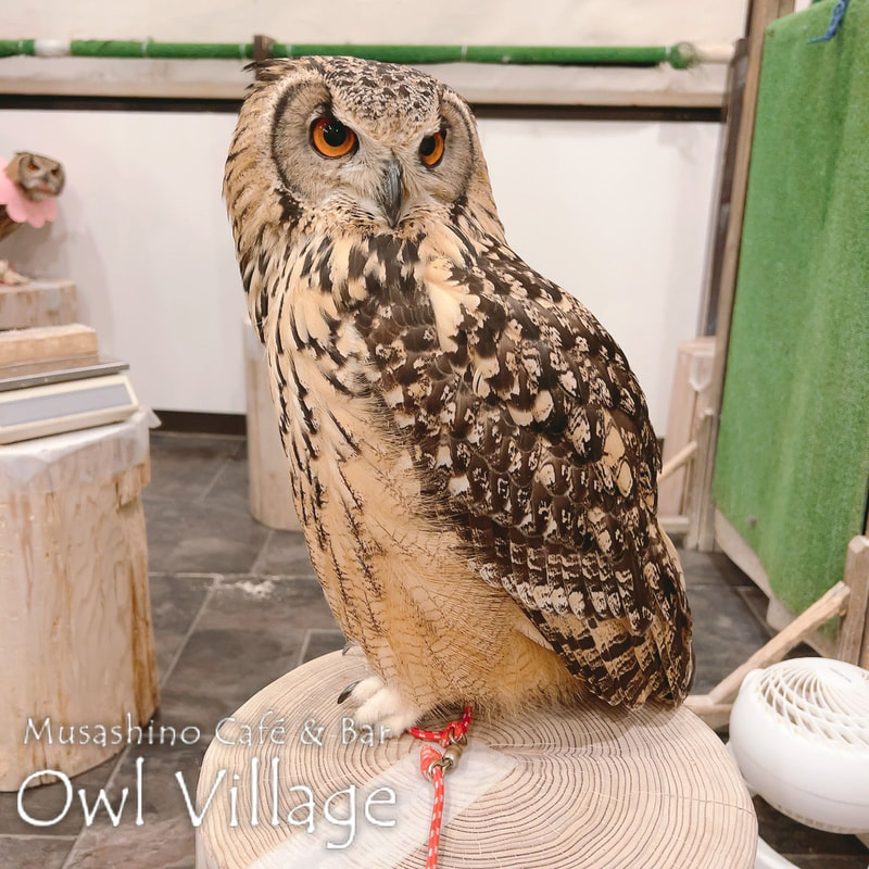 owl cafe harajuku down load free photo owl cafe photo 0310 Indian Eagle Owl