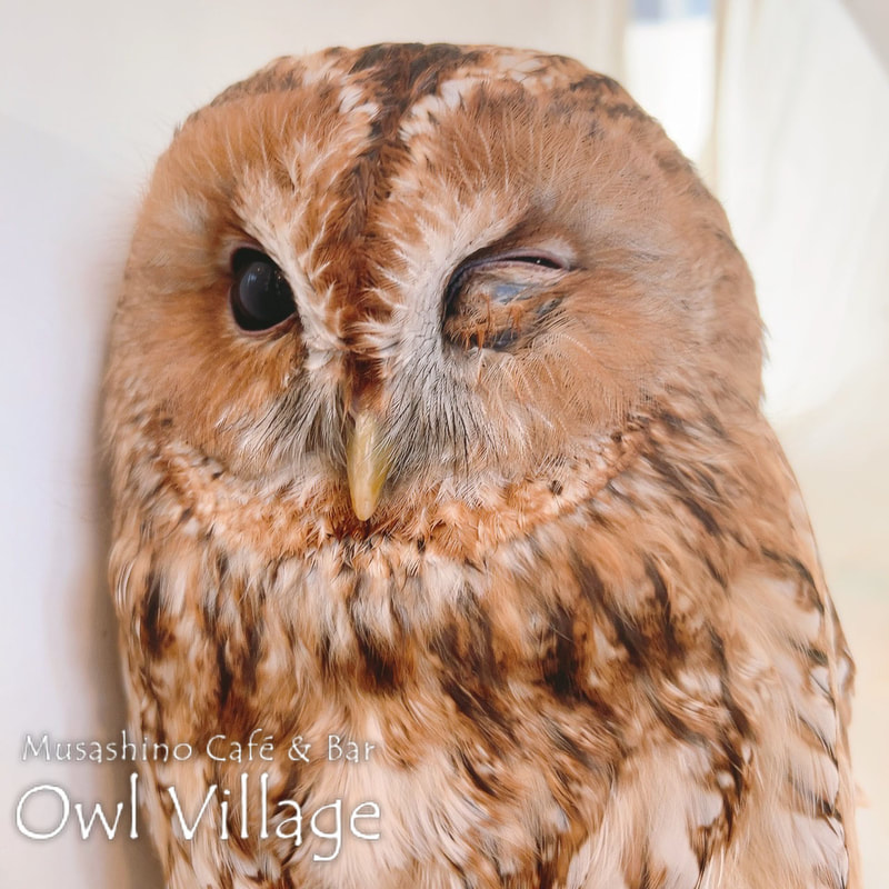 owl cafe harajuku down load free photo owl cafe photo 0312 Tawny Owl