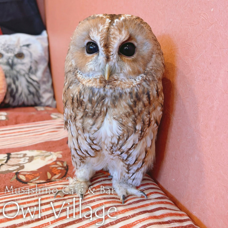 owl cafe harajuku down load free photo owl cafe photo 0314 Tawny Owl