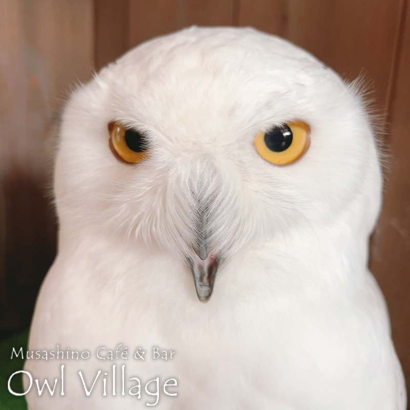 owl cafe harajuku down load free photo owl cafe photo 0319  Snowy Owl