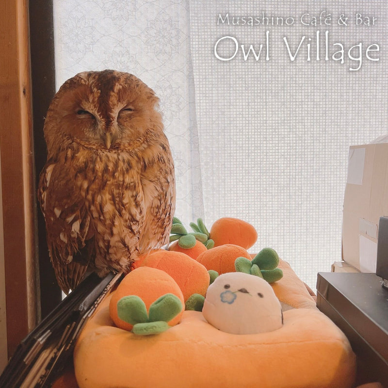 owl cafe harajuku down load free photo owl cafe photo 0320 Tawny Owl