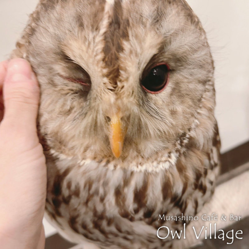 owl cafe harajuku down load free owl cafe photo 0323 Ural Owl × Tawny Owl