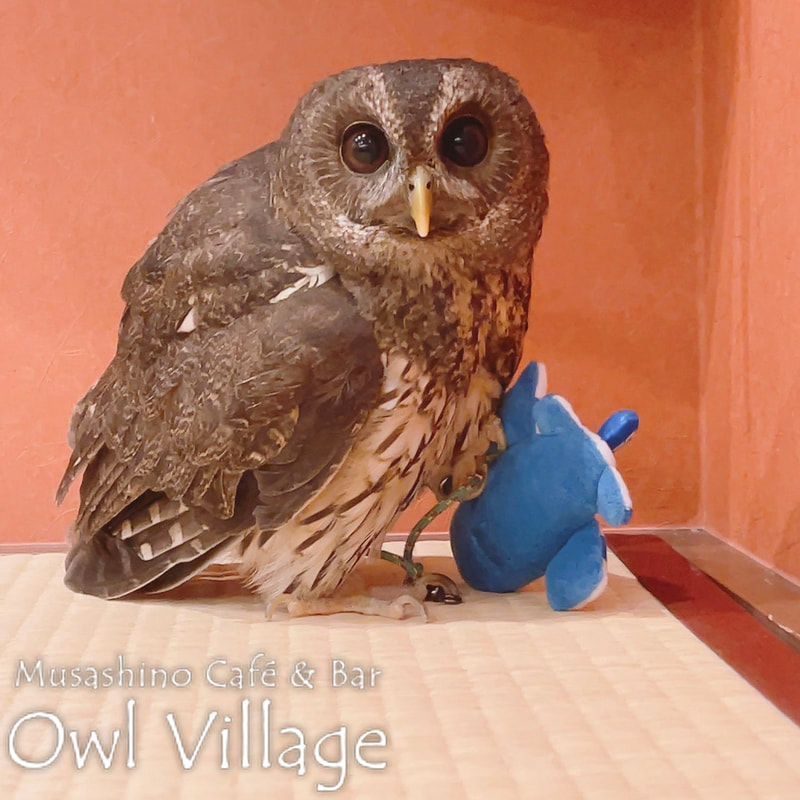 owl cafe harajuku down load free photo owl cafe photo 0325 Mottled Owl