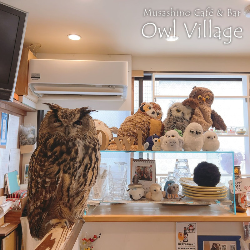 owl cafe harajuku down load free photo  0331 Eurasian Eagle Owl