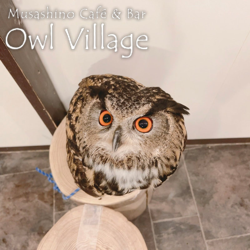owl cafe harajuku down load free photo  0403 Eurasian Eagle Owl