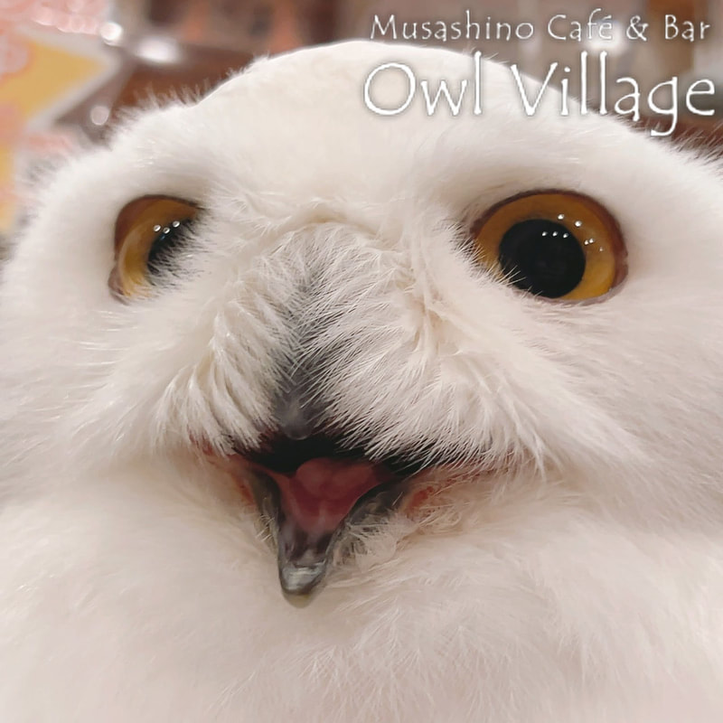 owl cafe harajuku down load free photo owl cafe photo 0405  Snowy Owl