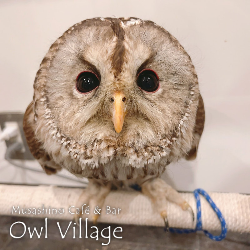 owl cafe harajuku down load free owl cafe photo 0407 Ural Owl × Tawny Owl