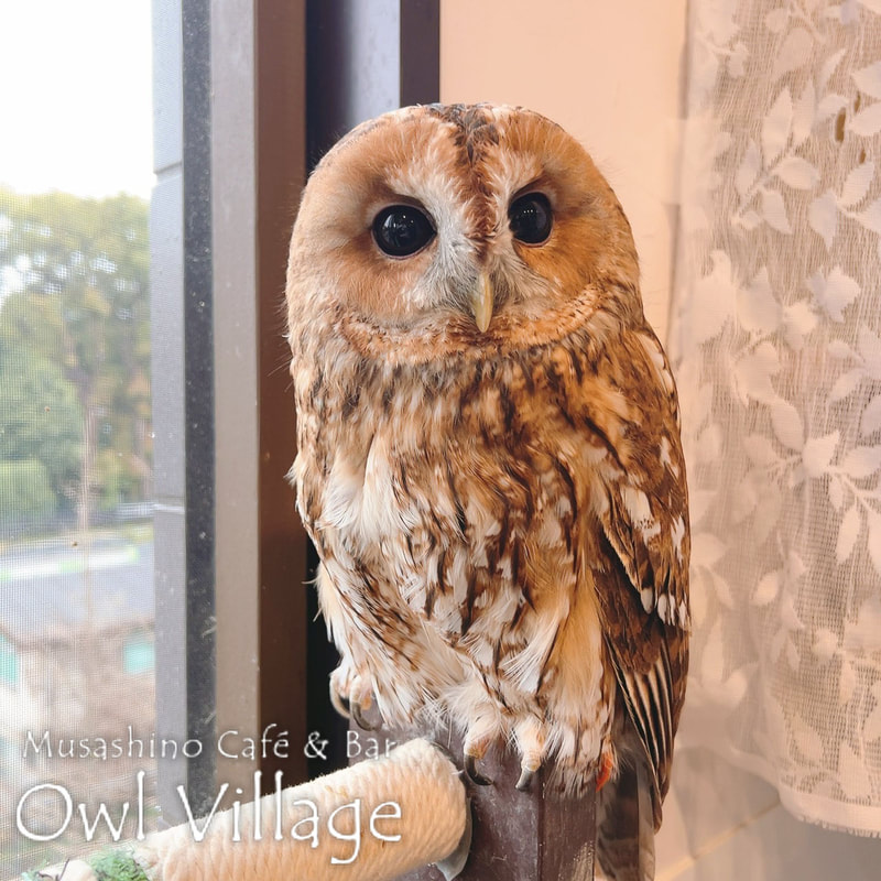 owl cafe harajuku down load free photo owl cafe photo 0408 Tawny Owl