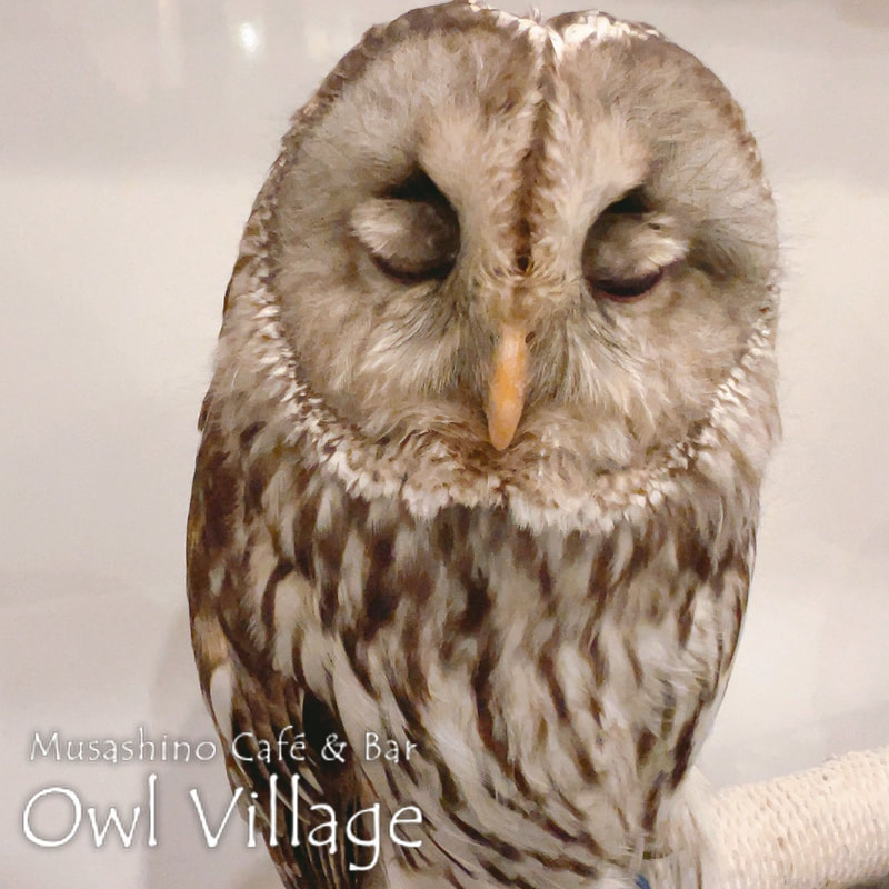owl cafe harajuku down load free owl cafe photo 0411 Ural Owl × Tawny Owl