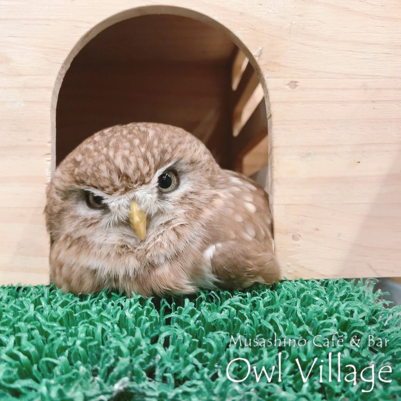 owl cafe harajuku down load free photo owl cafe photo 0418 Little Owl