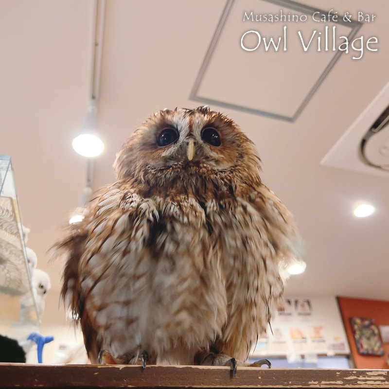 owl cafe harajuku down load free photo owl cafe photo 0427 Tawny Owl