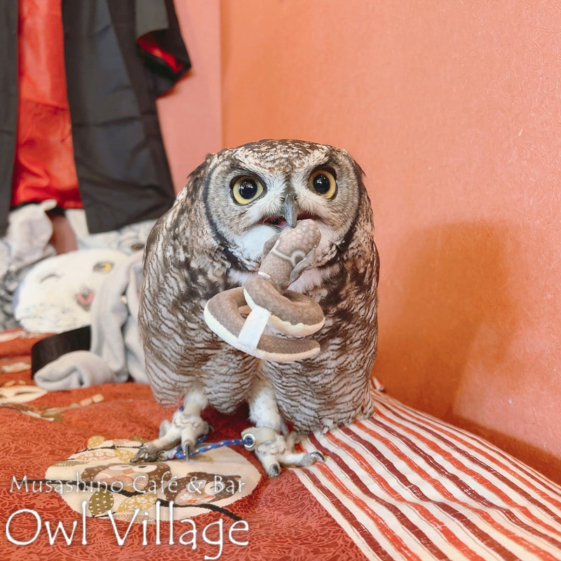 owl cafe harajuku down load free photo 0428 African Eagle Owl