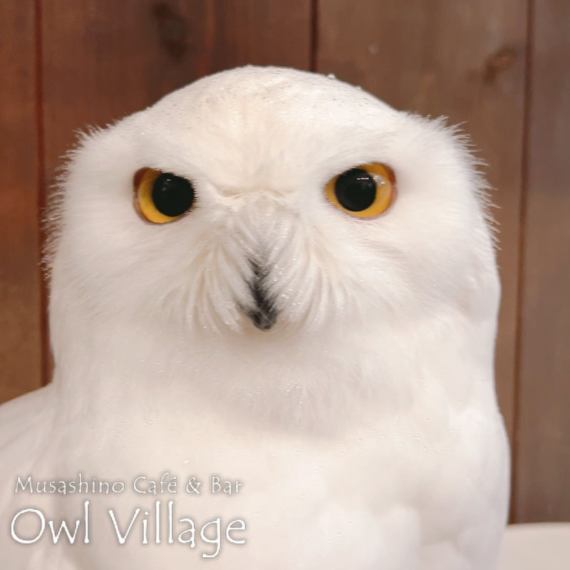 owl cafe harajuku down load free photo owl cafe photo 0429  Snowy Owl