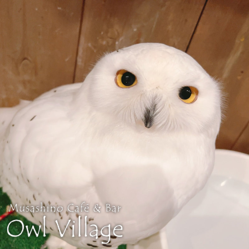 owl cafe harajuku down load free photo owl cafe photo 0507  Snowy Owl