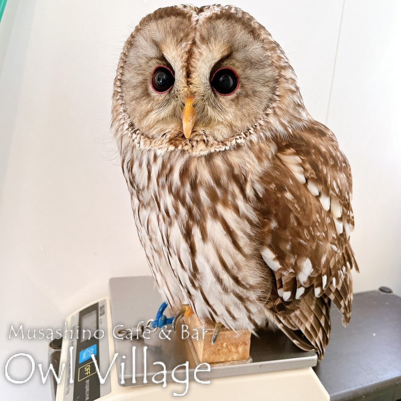 owl cafe harajuku down load free owl cafe photo 0511 Ural Owl × Tawny Owl