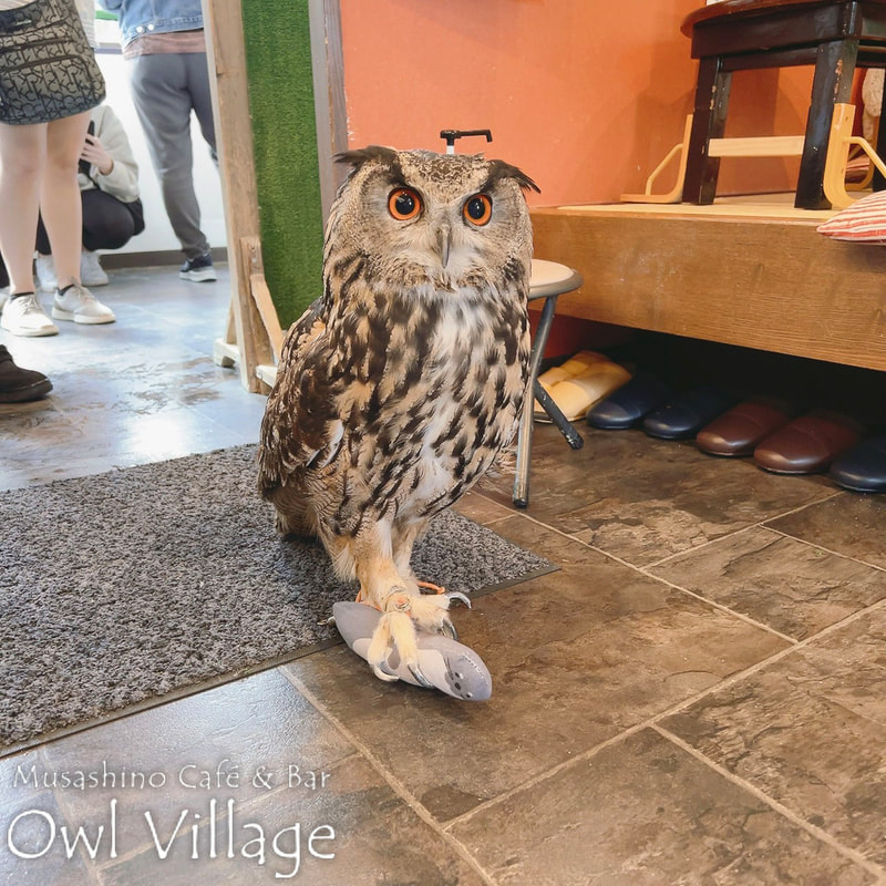 owl cafe harajuku down load free photo  0516 Eurasian Eagle Owl
