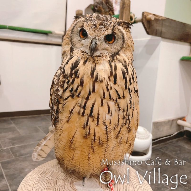 owl cafe harajuku down load free photo owl cafe photo 0525 Indian Eagle Owl