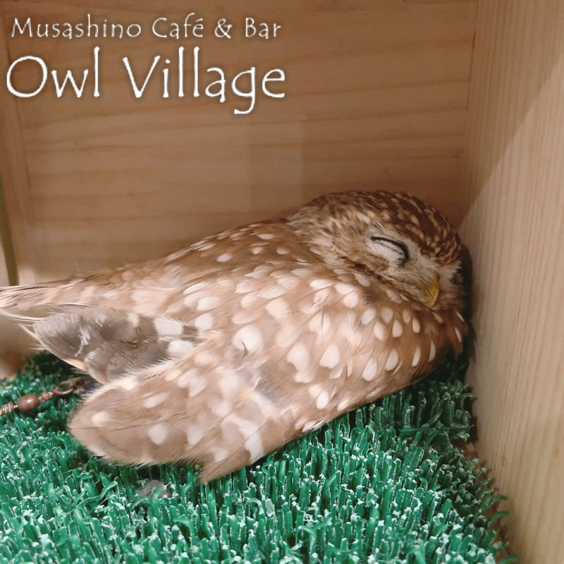 owl cafe harajuku down load free photo owl cafe photo 0528 Little Owl