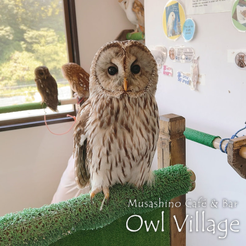 owl cafe harajuku down load free owl cafe photo 0606 Ural Owl × Tawny Owl