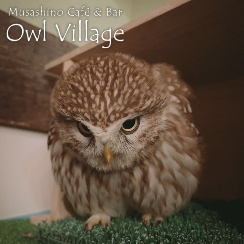 owl cafe harajuku down load free photo owl cafe photo 0608 Little Owl