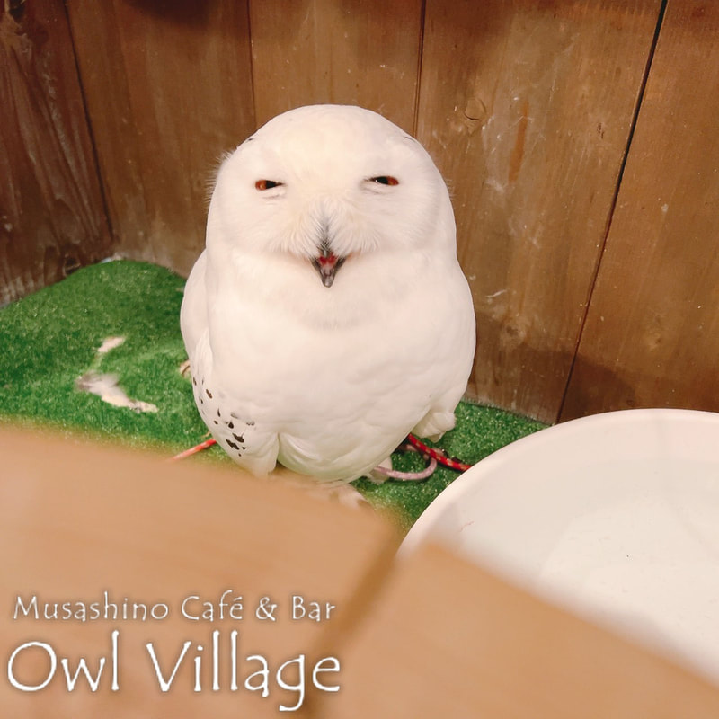 owl cafe harajuku down load free photo owl cafe photo 0613  Snowy Owl
