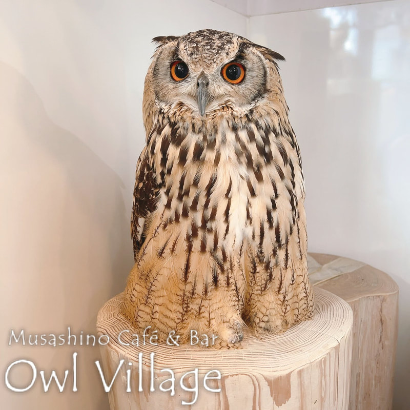 owl cafe harajuku down load free photo owl cafe photo 0614 Indian Eagle Owl