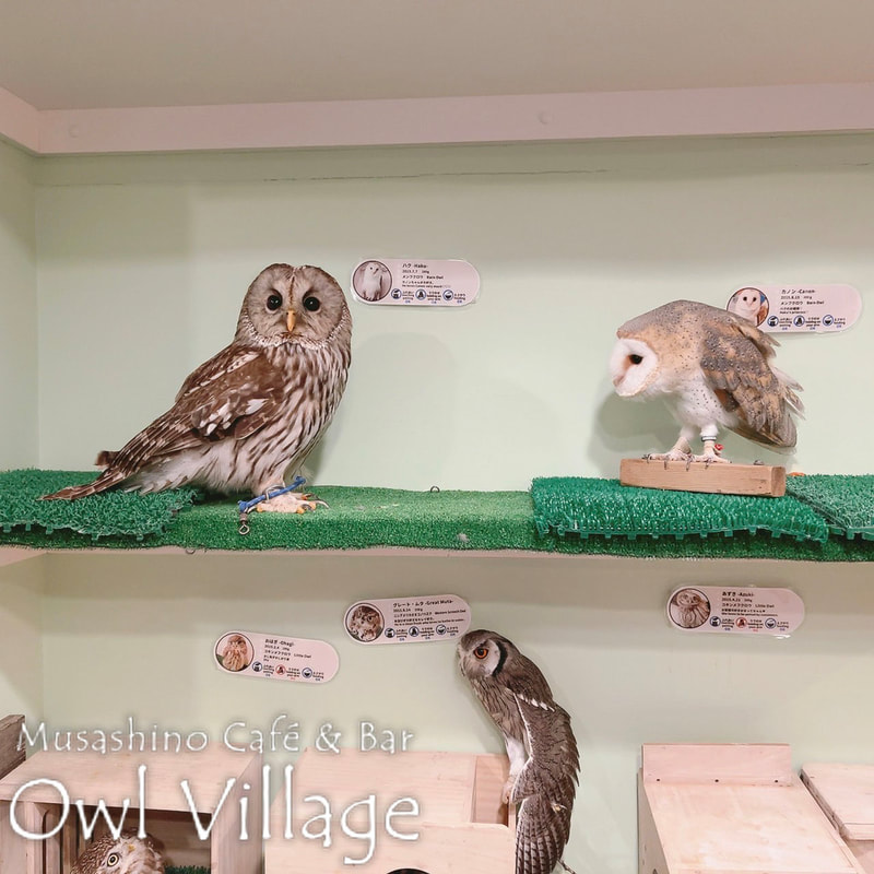 owl cafe harajuku down load free photo owl cafe photo 0617 Barn Owl White-Faced Scops Owl Ural Owl × Tawny Owl