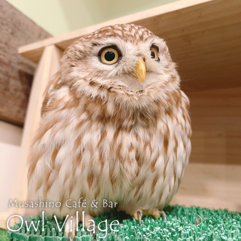 owl cafe harajuku down load free photo owl cafe photo 0618 Little Owl