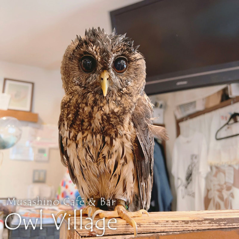 owl cafe harajuku down load free photo owl cafe photo 0620 Mottled Owl