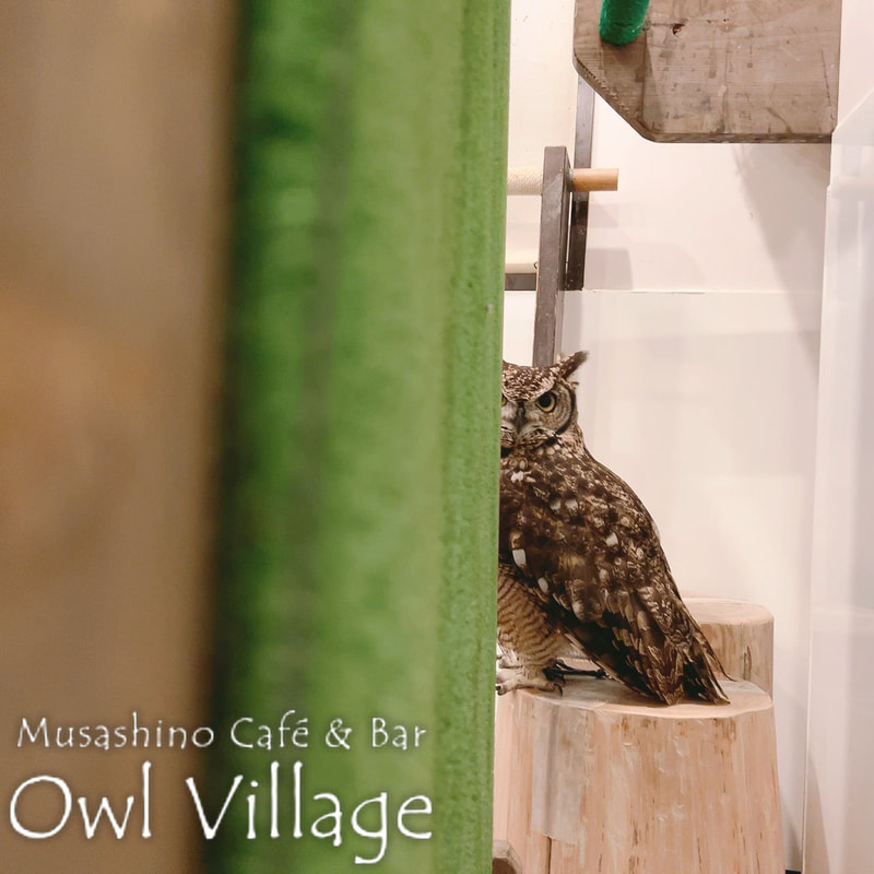 owl cafe harajuku down load free photo 0626 African Eagle Owl
