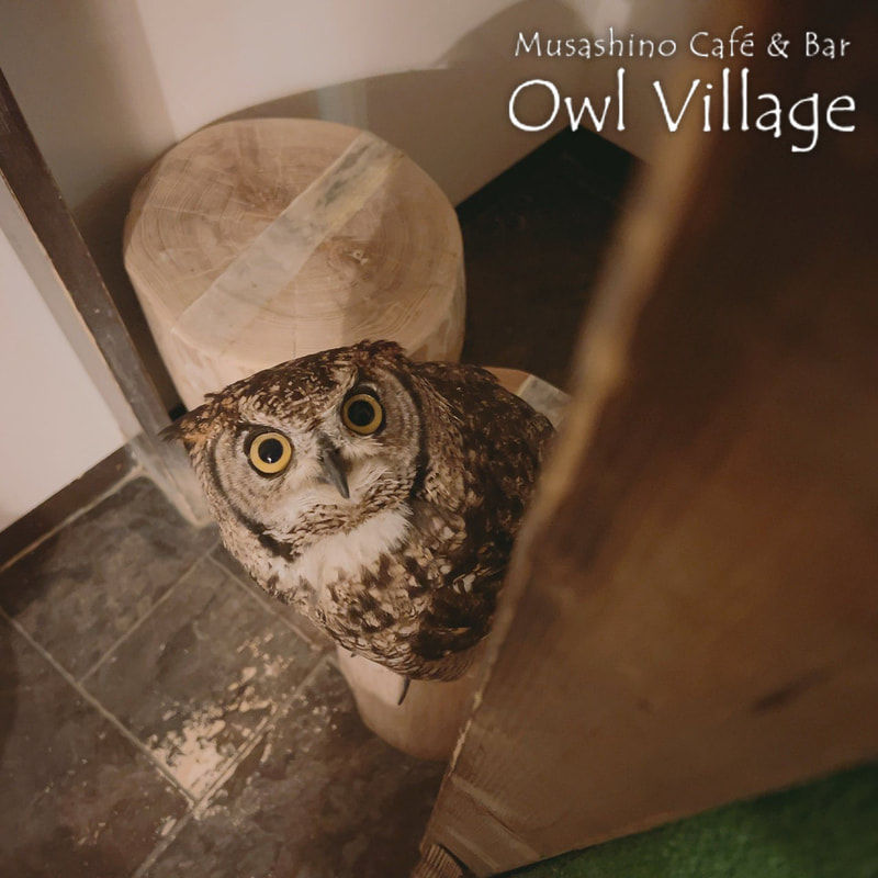 owl cafe harajuku down load free photo 0707 African Eagle Owl写真