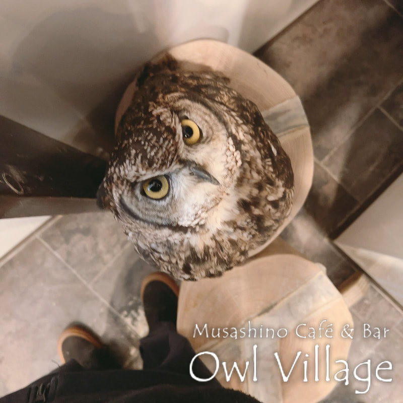 owl cafe harajuku down load free photo 0709 African Eagle Owl
