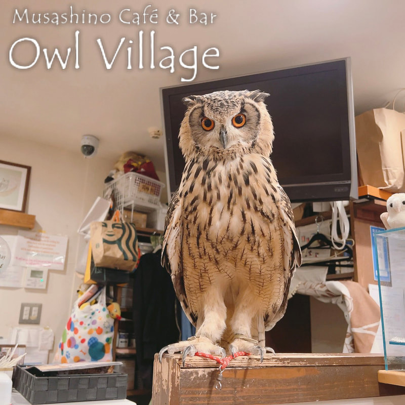 owl cafe harajuku down load free photo owl cafe photo 0715 Indian Eagle Owl