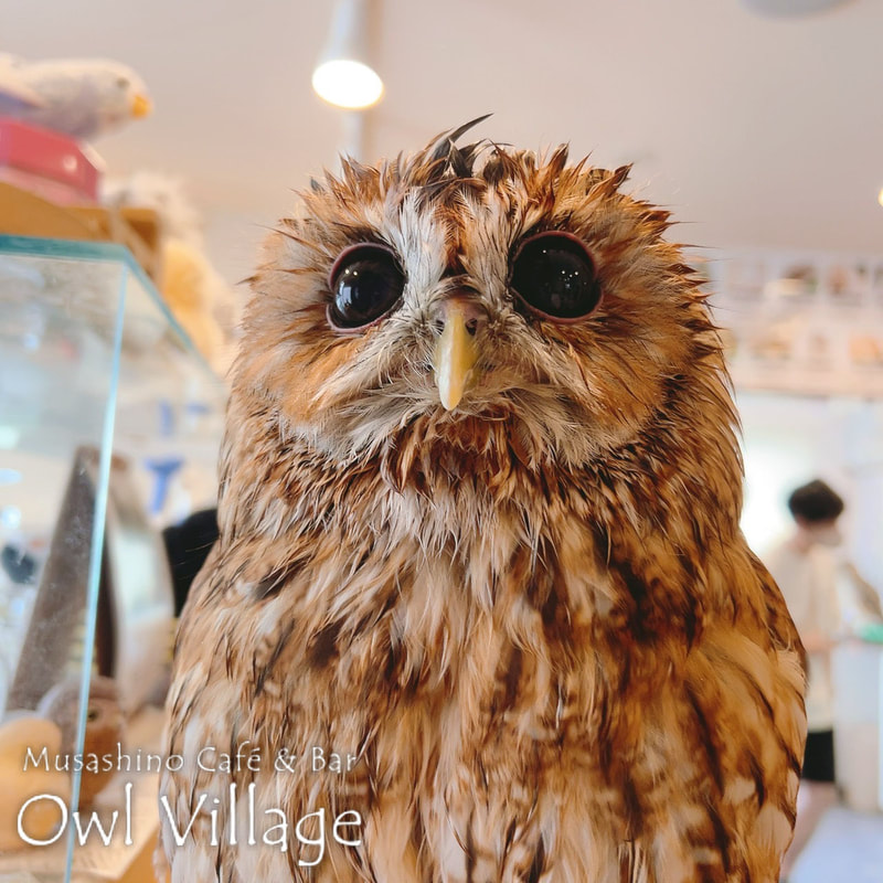 owl cafe harajuku down load free photo owl cafe photo 0720  Tawny Owl