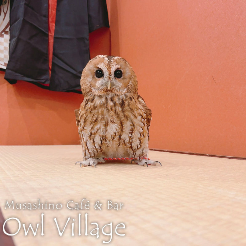 owl cafe harajuku down load free photo owl cafe photo 0723  Tawny Owl