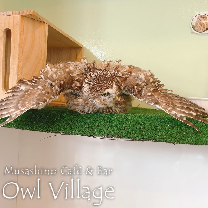 owl cafe harajuku down load free photo owl cafe photo 0801 Little Owl